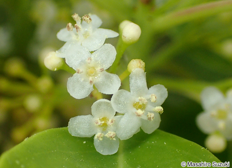 ソヨゴ Ilex pedunculosa