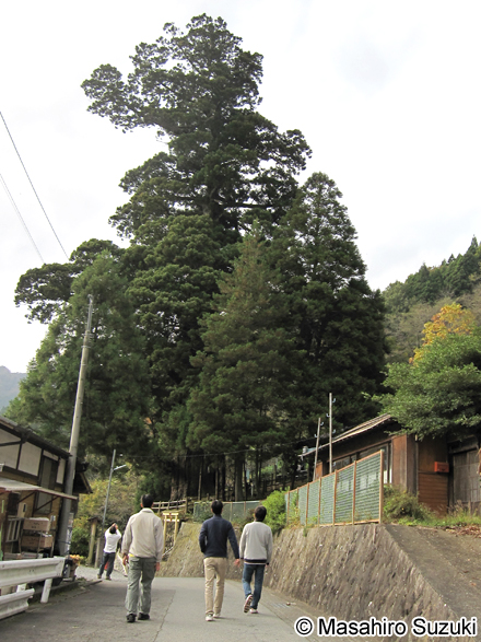 中川のほうき杉