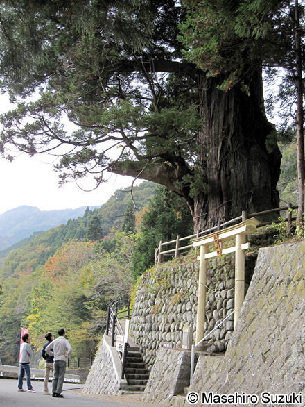 中川のほうき杉