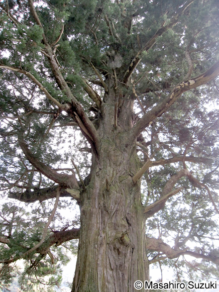 中川のほうき杉