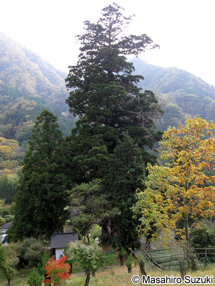 中川のほうき杉