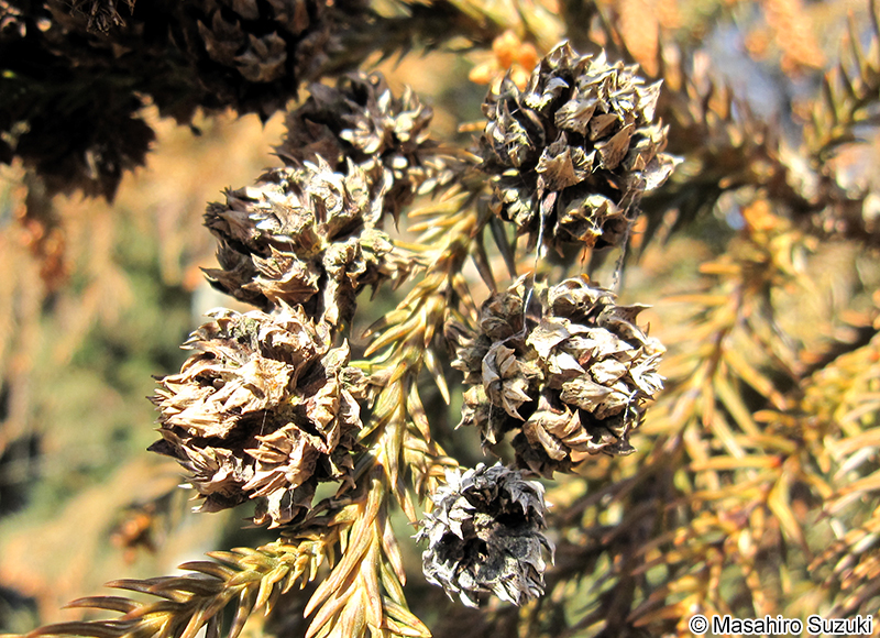 スギ Cryptomeria japonica