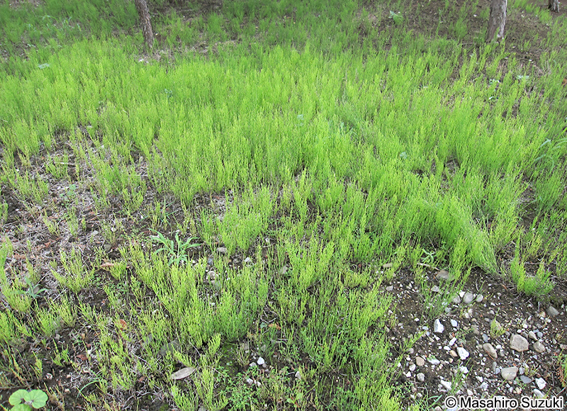 スギナ Equisetum arvense