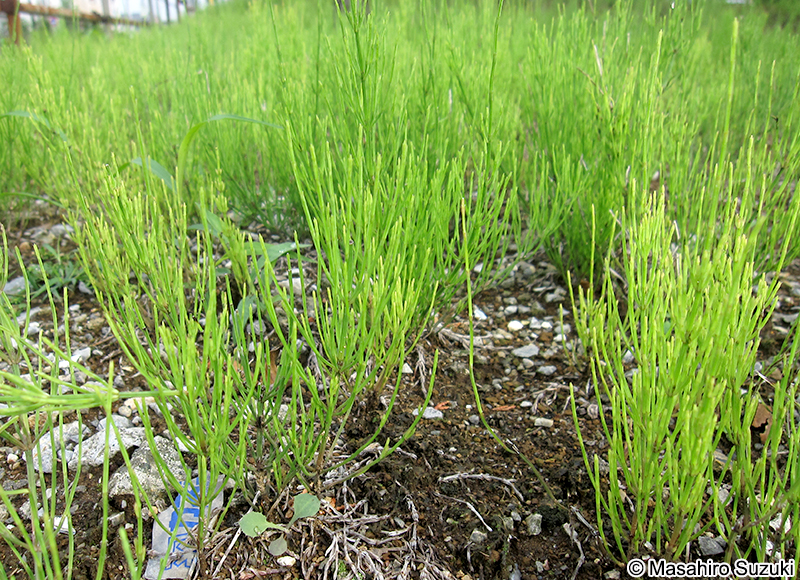 スギナ Equisetum arvense
