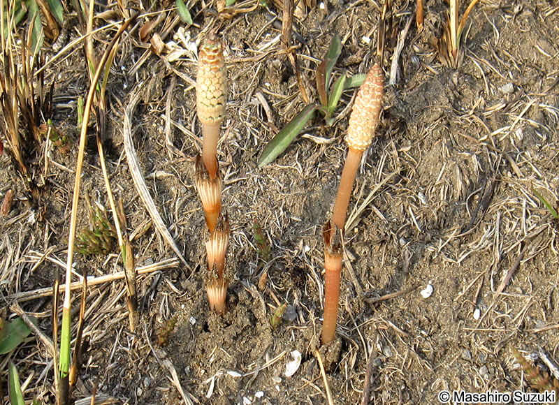 スギナ Equisetum arvense