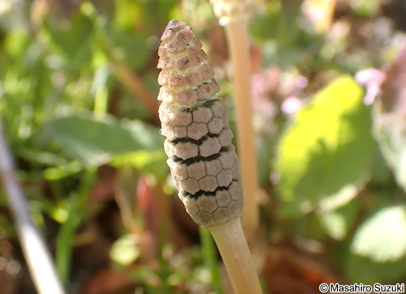 スギナの胞子茎（つくし）