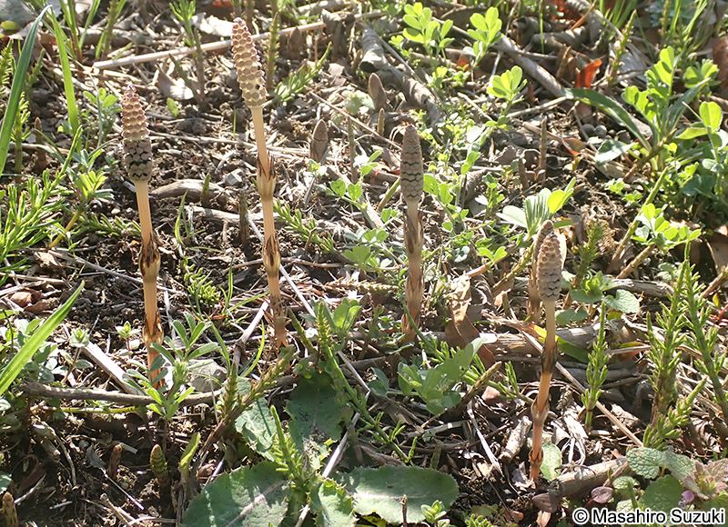 スギナ Equisetum arvense