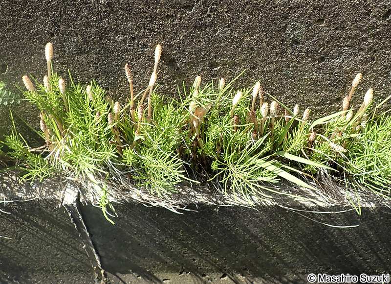 スギナ Equisetum arvense
