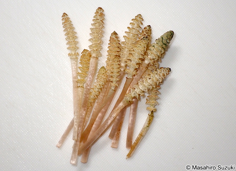 摘み取ったつくし