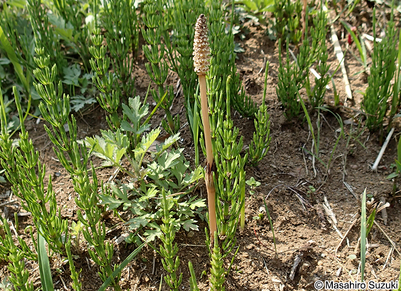 スギナ Equisetum arvense
