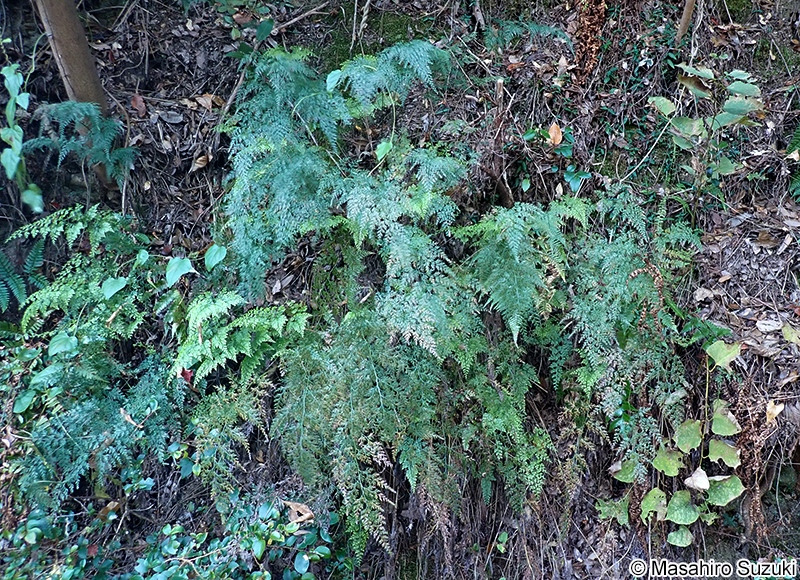 タチシノブ Onychium japonicum