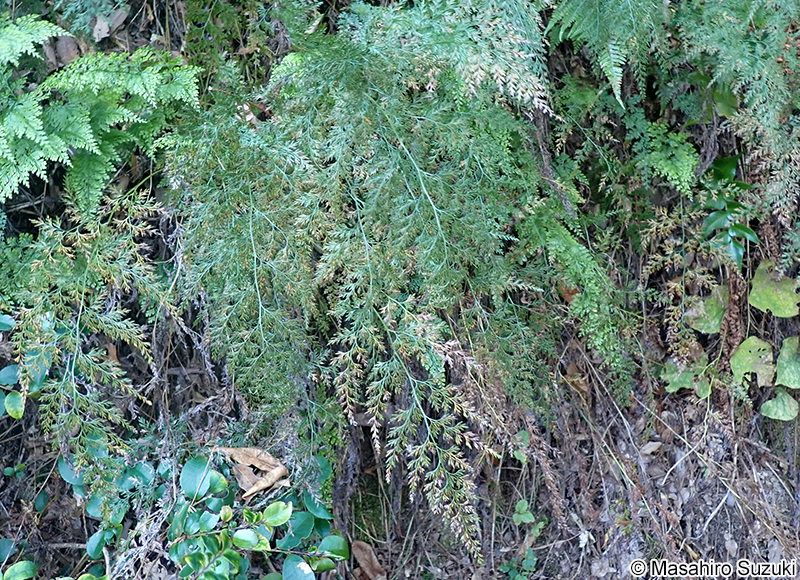タチシノブ Onychium japonicum