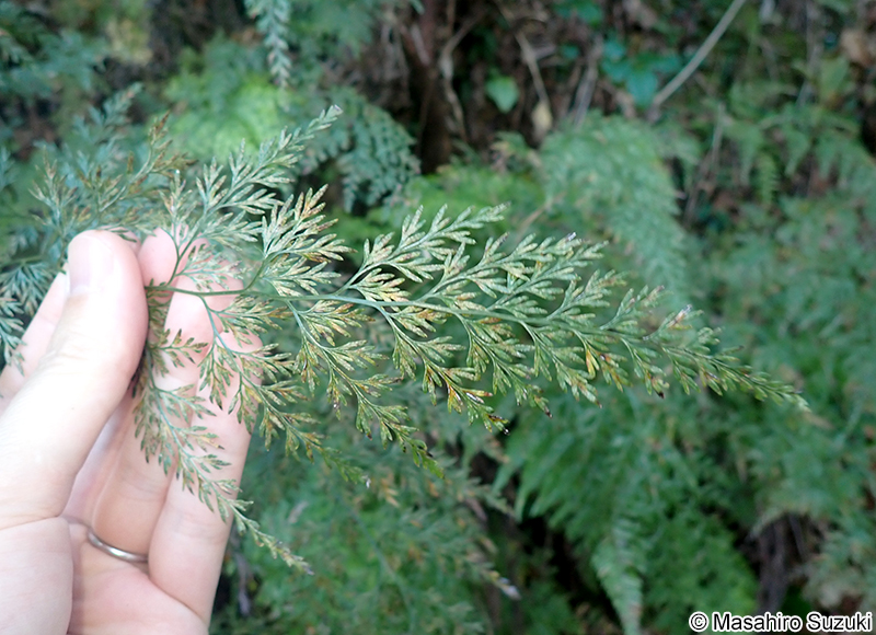 タチシノブ Onychium japonicum