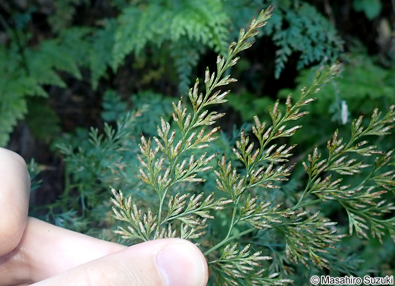 タチシノブ Onychium japonicum