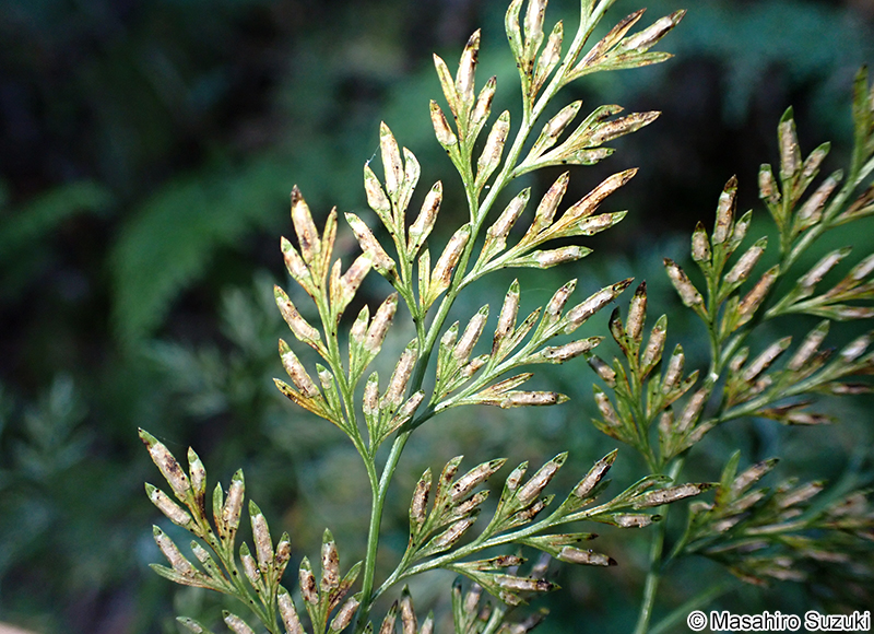 タチシノブ Onychium japonicum