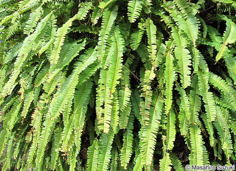 タマシダ Nephrolepis cordifolia