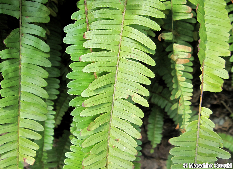 タマシダ Nephrolepis cordifolia