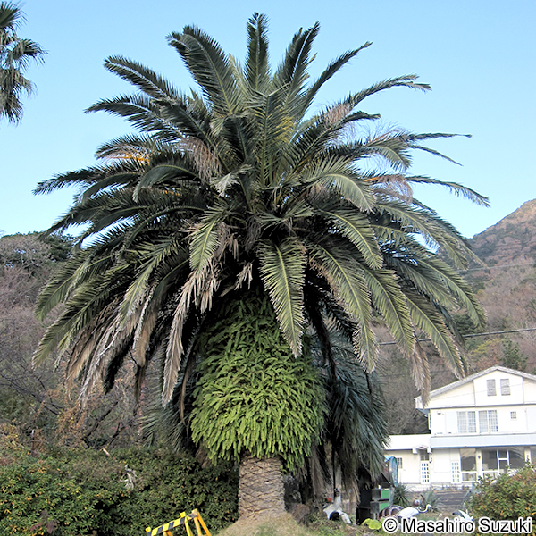 タマシダ Nephrolepis cordifolia