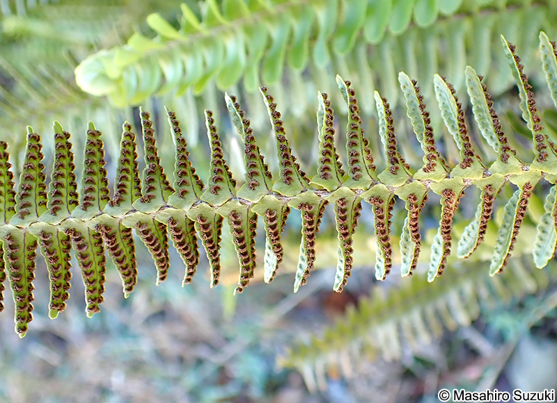 タマシダの胞子嚢