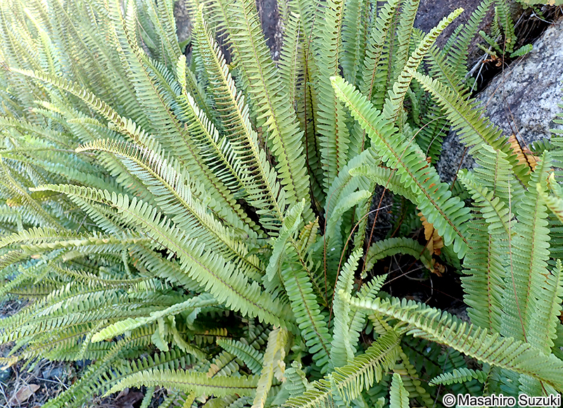 タマシダ Nephrolepis cordifolia