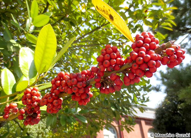 タラヨウ Ilex latifolia
