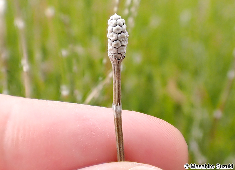 トクサ Equisetum hyemale