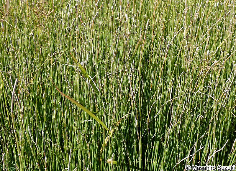トクサ Equisetum hyemale