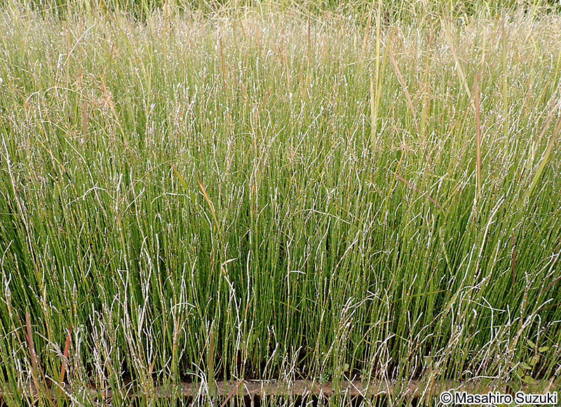 トクサ Equisetum hyemale