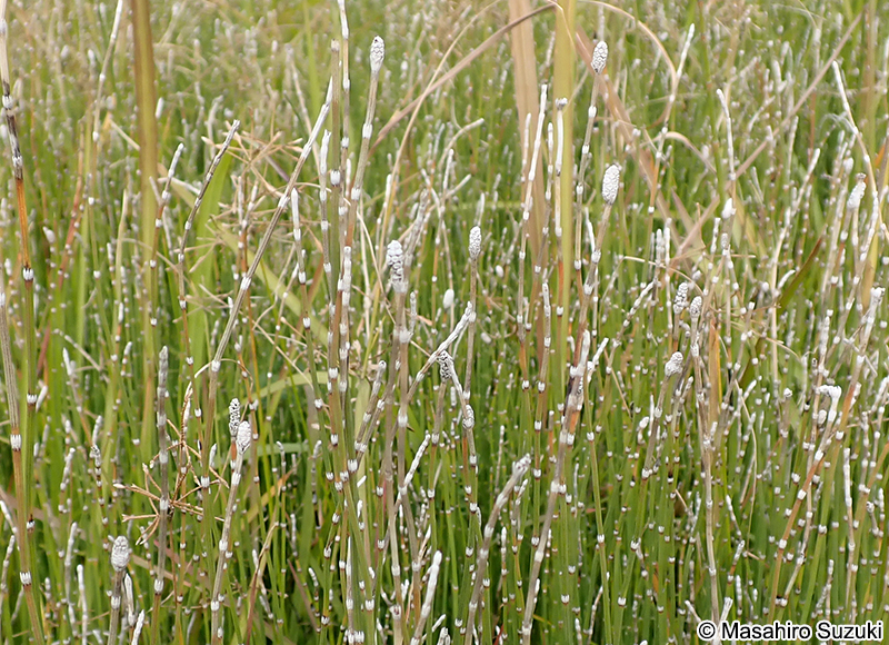 トクサ Equisetum hyemale