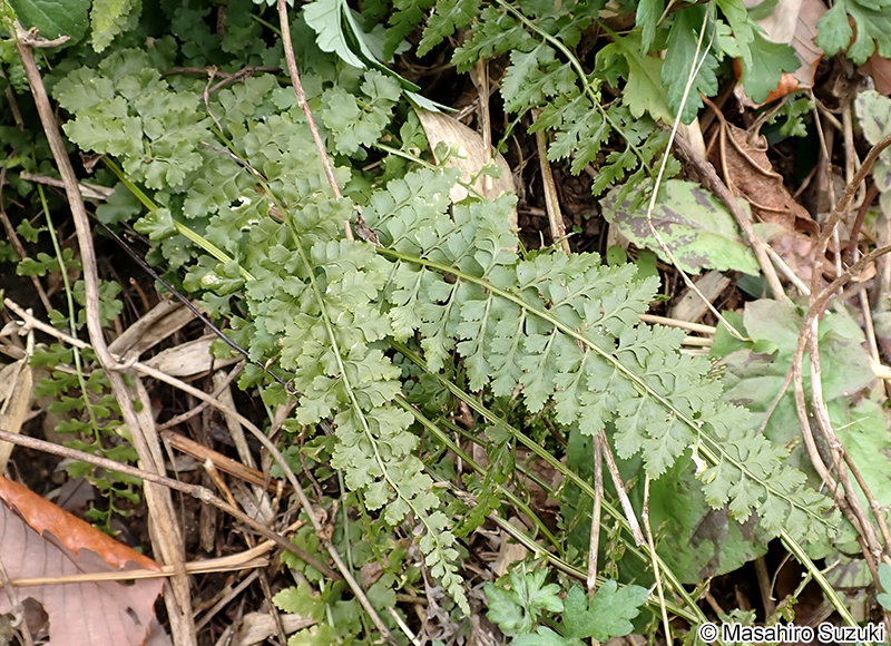 トラノオシダ Asplenium incisum