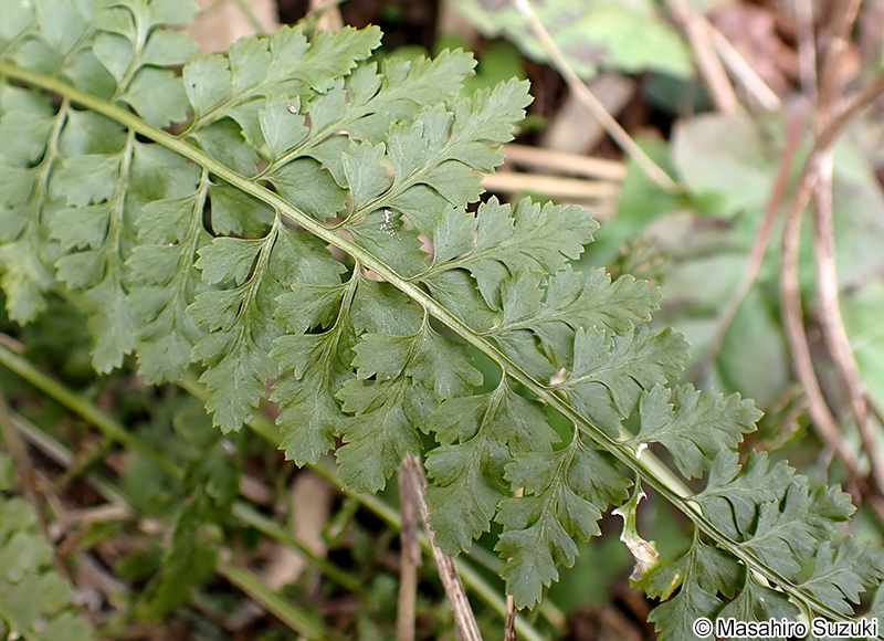 トラノオシダ Asplenium incisum