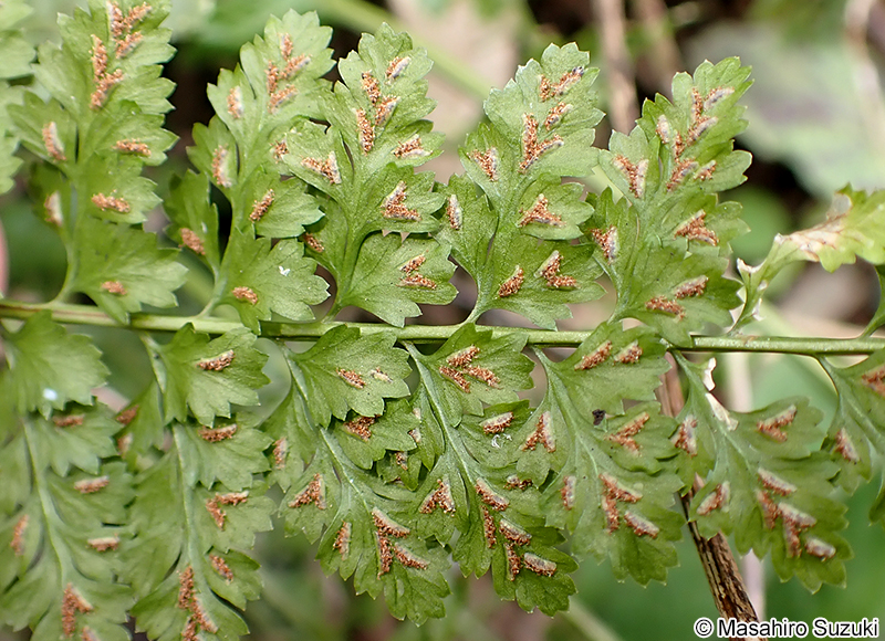 トラノオシダの胞子嚢