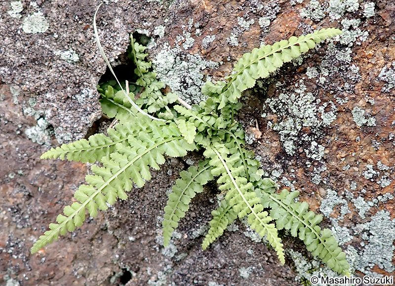 トラノオシダ Asplenium incisum