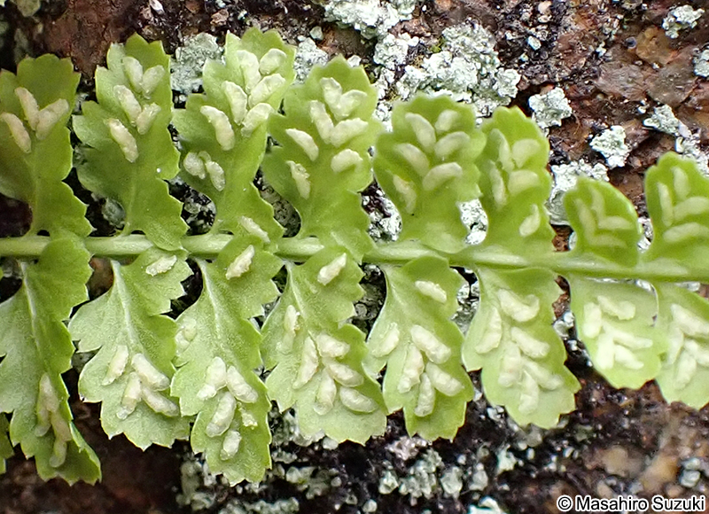 トラノオシダの胞子嚢