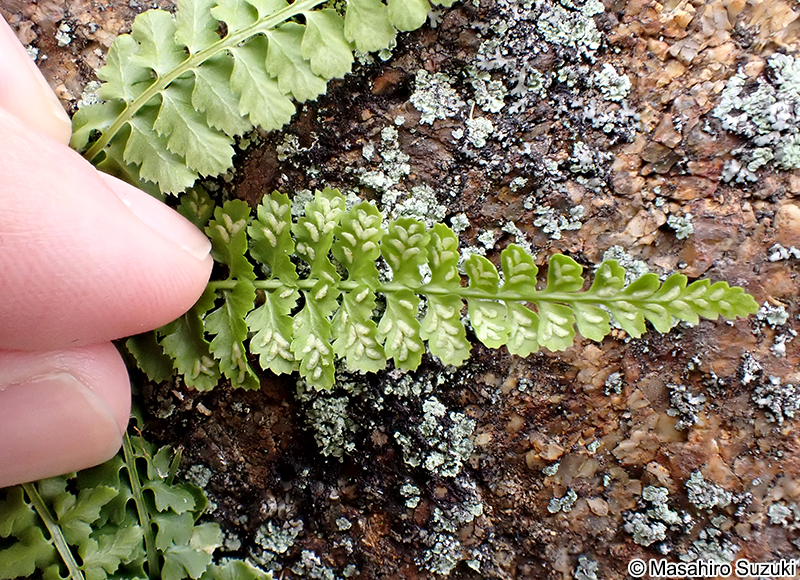 トラノオシダ Asplenium incisum
