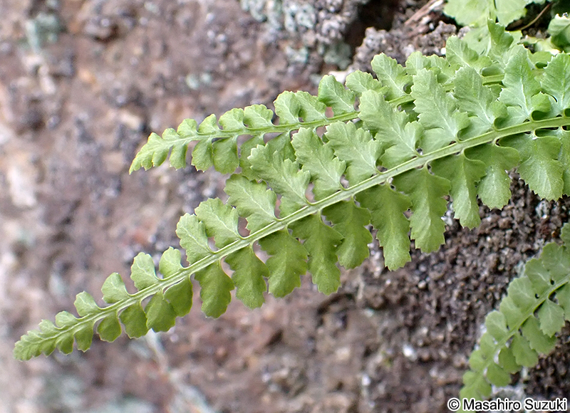 トラノオシダ Asplenium incisum