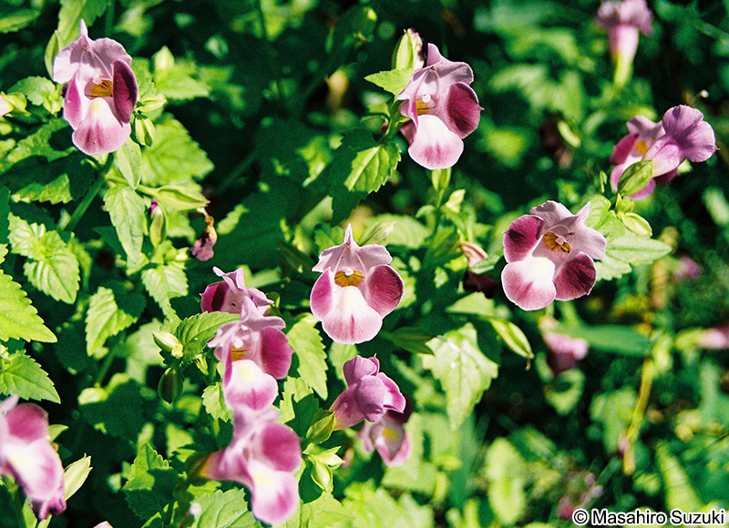 ハナウリクサ（トレニア） Torenia fournieri