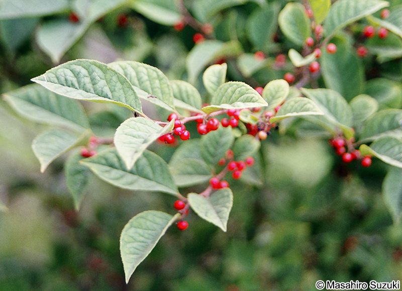 ウメモドキ Irex serrata