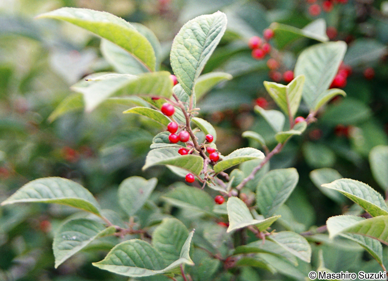 ウメモドキ Irex serrata