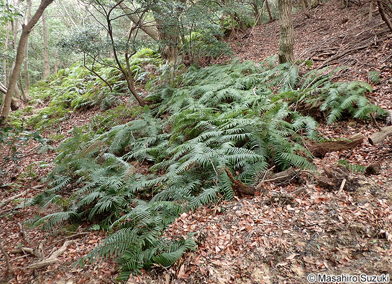 ウラジロ Diplopterygium glaucum