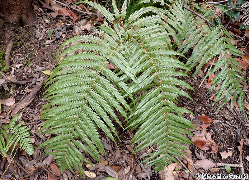ウラジロ Diplopterygium glaucum