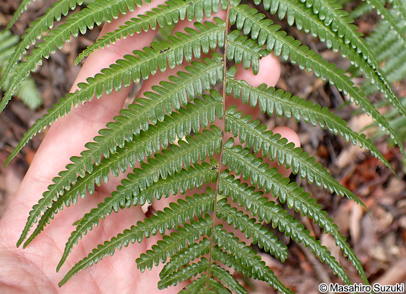 ウラジロ Diplopterygium glaucum