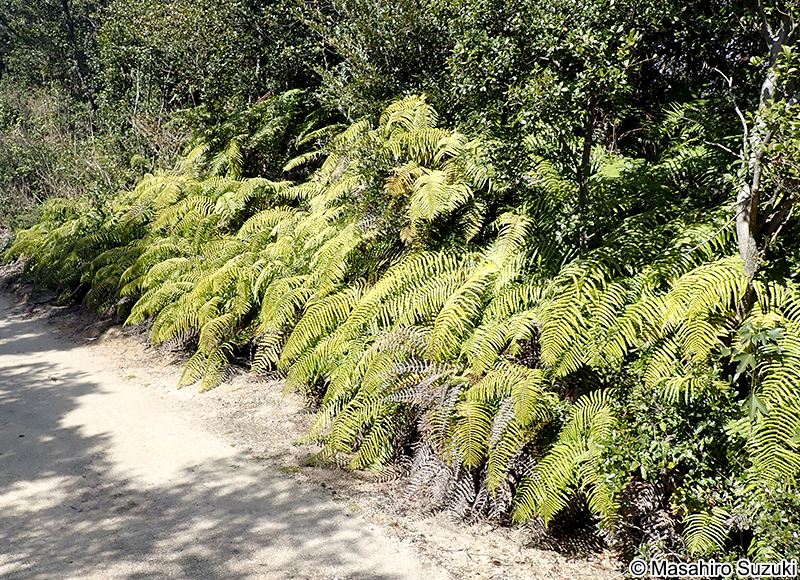 ウラジロ Diplopterygium glaucum