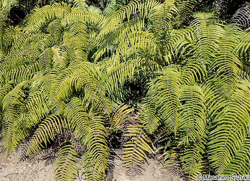 ウラジロ Diplopterygium glaucum