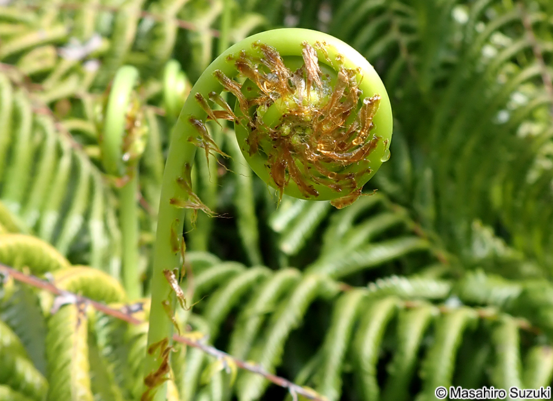 ウラジロの新芽