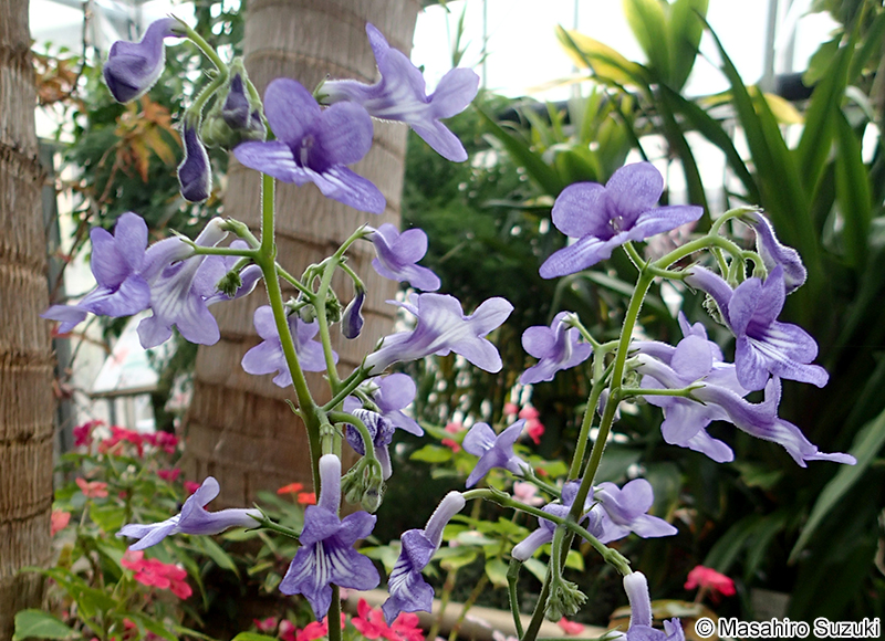 ウシノシタ Streptocarpus wendlandii