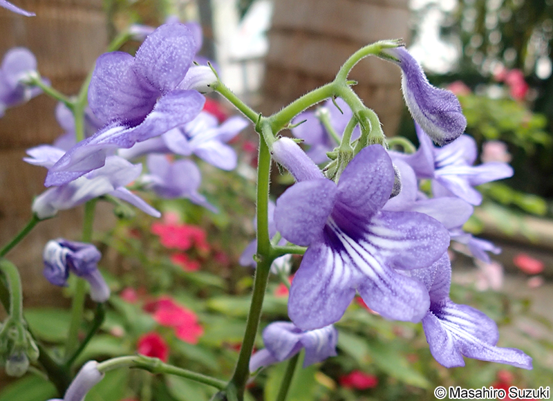 ウシノシタ Streptocarpus wendlandii