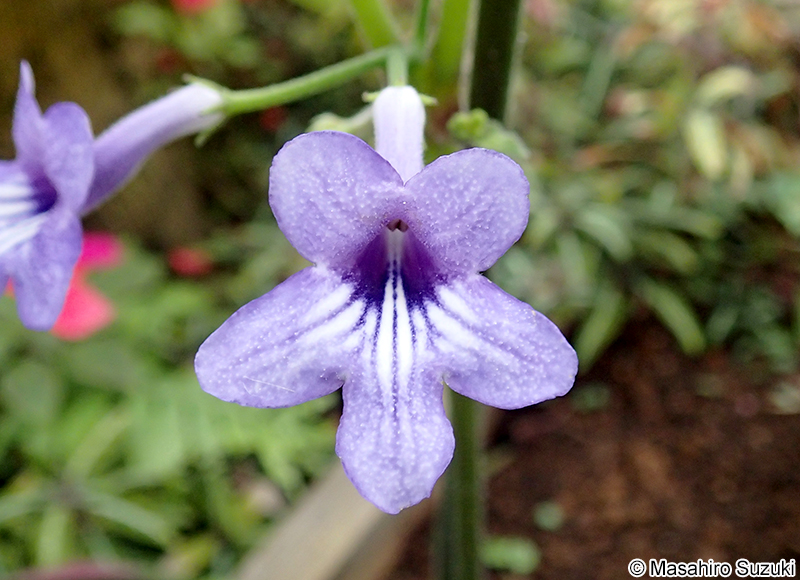 ウシノシタ Streptocarpus wendlandii