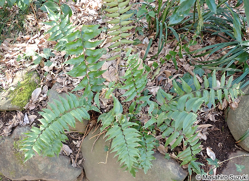 ヤブソテツ Cyrtomium fortunei