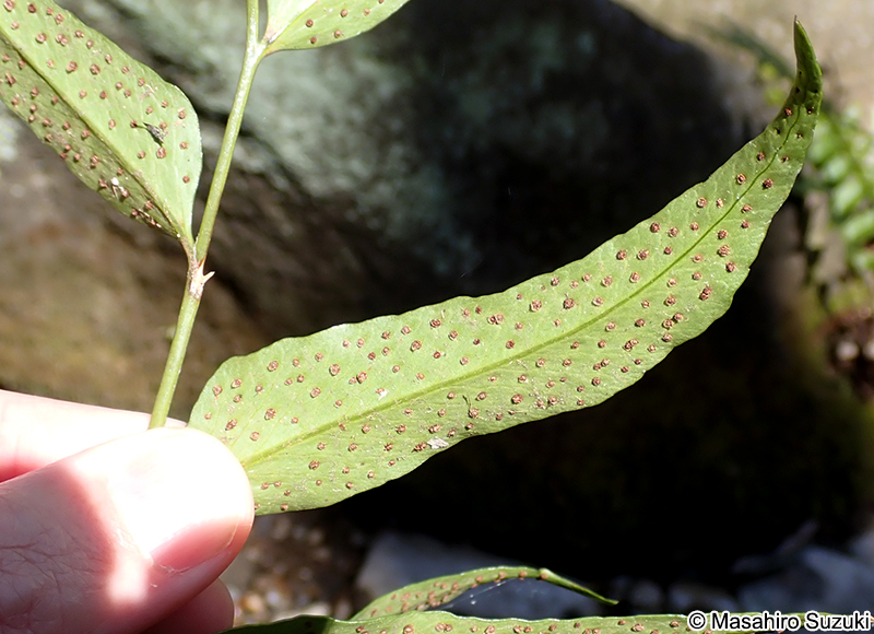 ヤブソテツの胞子嚢